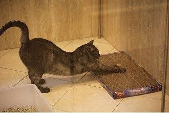 Когтеточка лежанка , когтедралки. Средства корректировки поведения.25-17 Когтеточка лежанка , когтедралки. Средства корректировки поведения.25-17