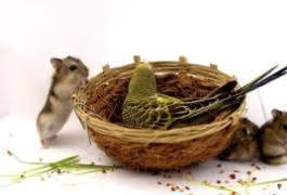 Грызунам, птицам, рептилиям - все необходимое! 25-17 Грызунам, птицам, рептилиям - все необходимое! 25-17