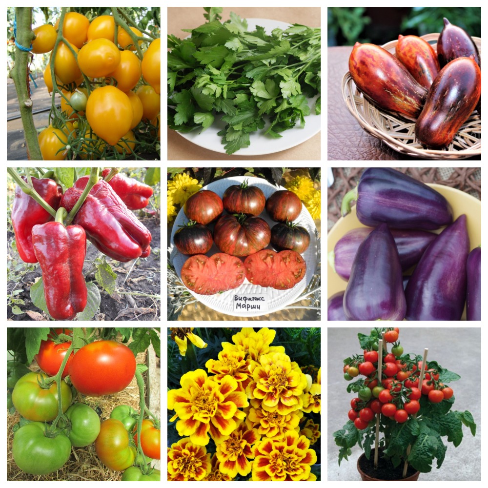 Сбор заказов Сорнячок 39. Коллекционные семена от питомника Сорнячок.net. (до 09.11). Сбор заказов Сорнячок 39. Коллекционные семена от питомника Сорнячок.net. (до 09.11).