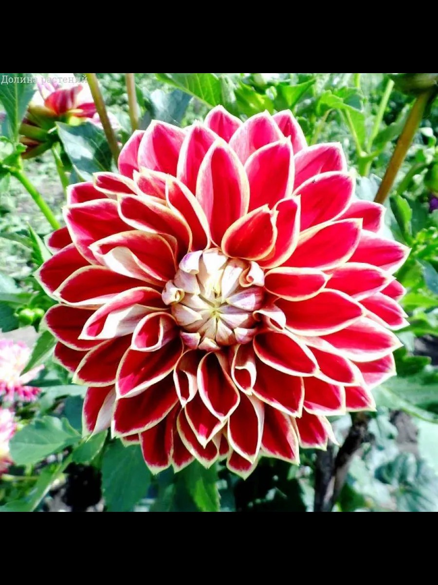 ГЕОРГИНЫ, бегонии, гладиолусы, лилии, РОЗЫ предзаказ на ВЕСНУ 2026 ГЕОРГИНЫ, бегонии, гладиолусы, лилии, РОЗЫ предзаказ на ВЕСНУ 2026