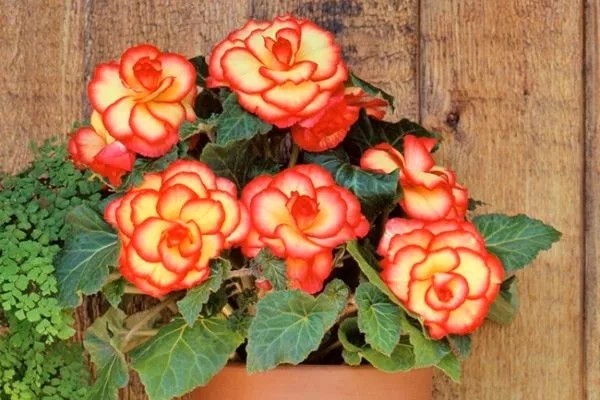 БЕГОНИИ БЕГОНИИ