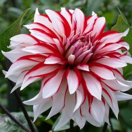 ЛУКОВИЧНЫЕ ЦВЕТЫ и многолетники ЛУКОВИЧНЫЕ ЦВЕТЫ и многолетники