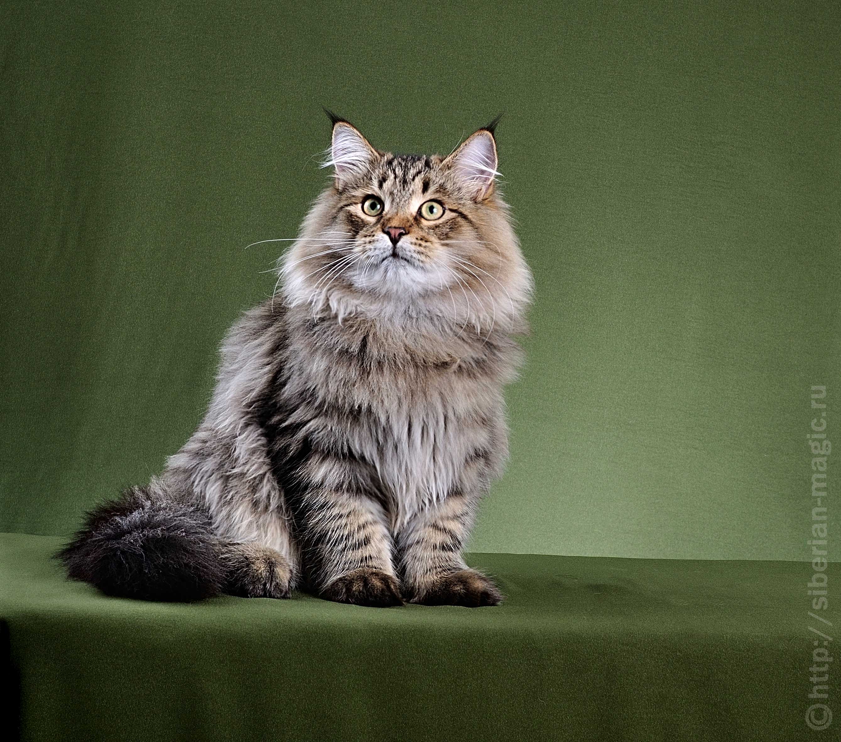Сибирская кошка характер