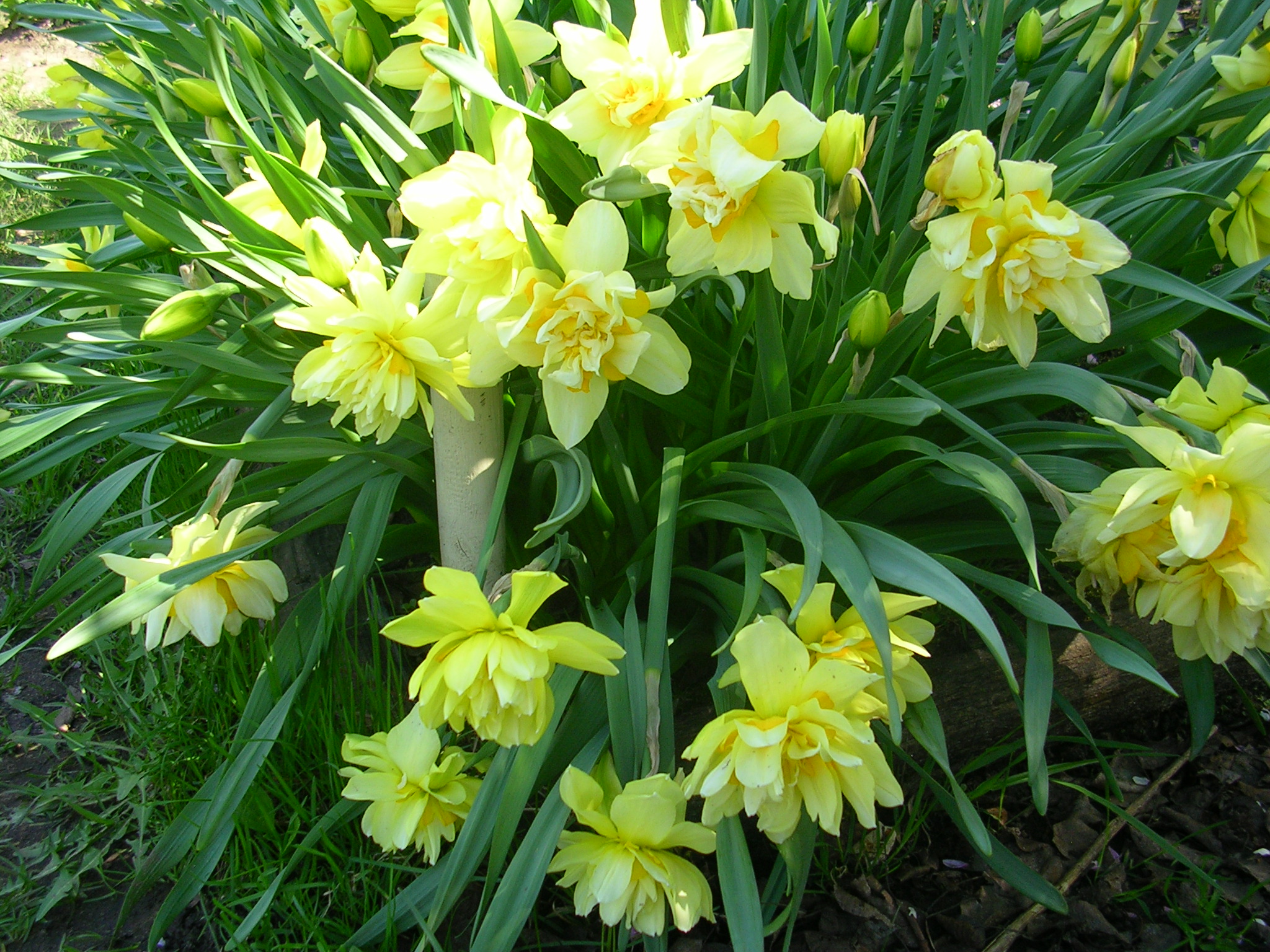 Нарцисс Eastertide
