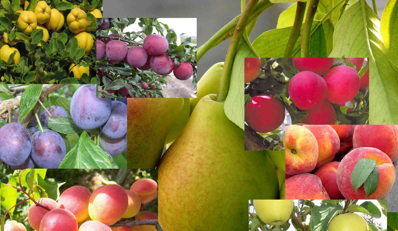 Где Купить Саженцы Плодовых Деревьев В Уфе