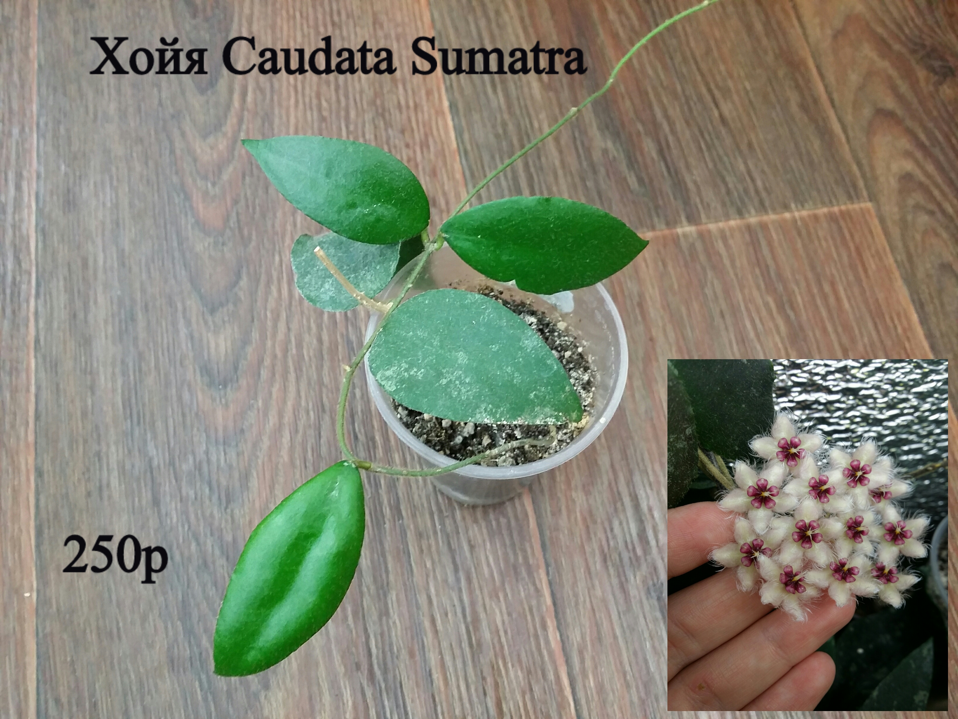 Хойя caudata Ketambe
