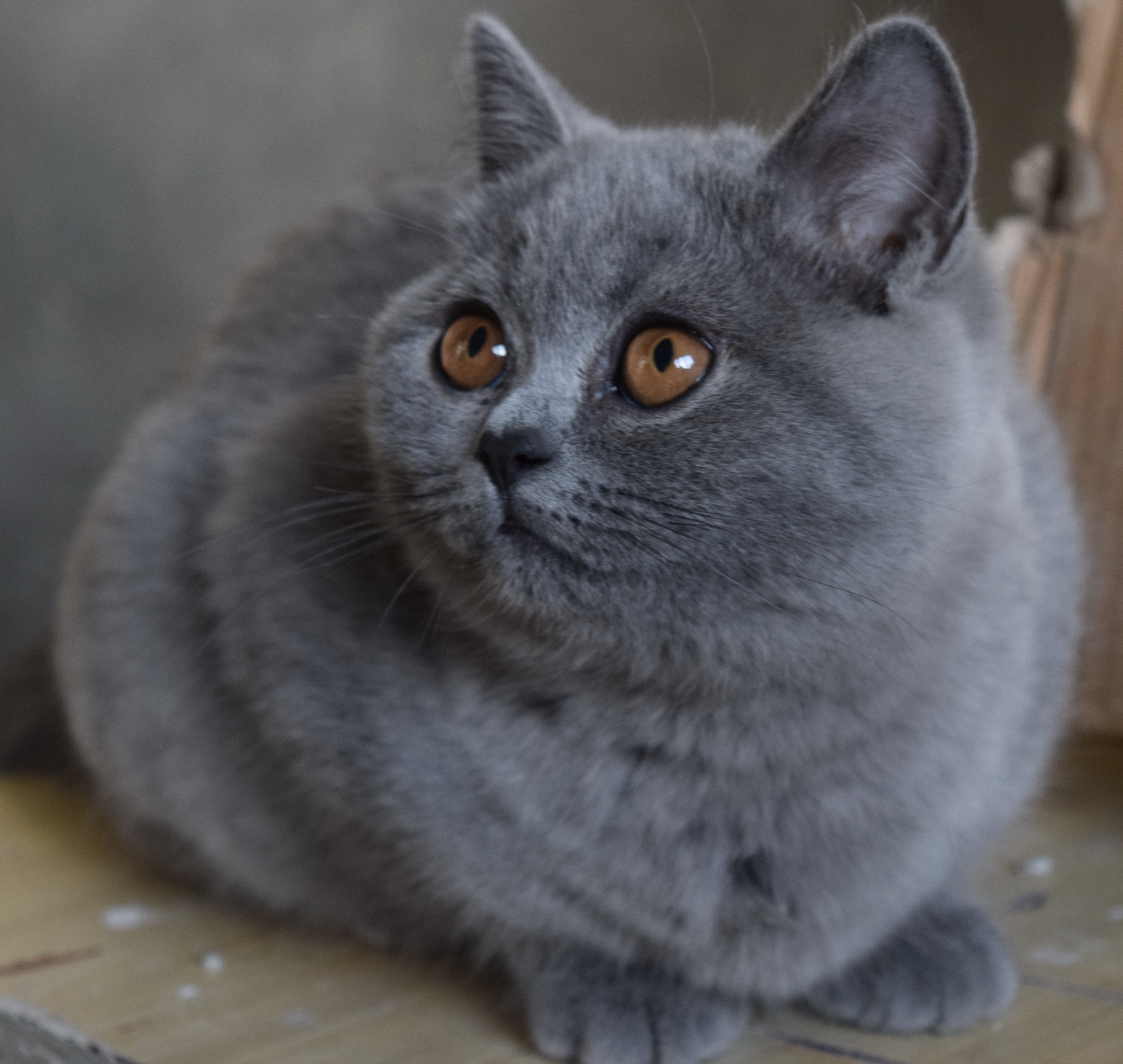 Британская дымчатая кошка