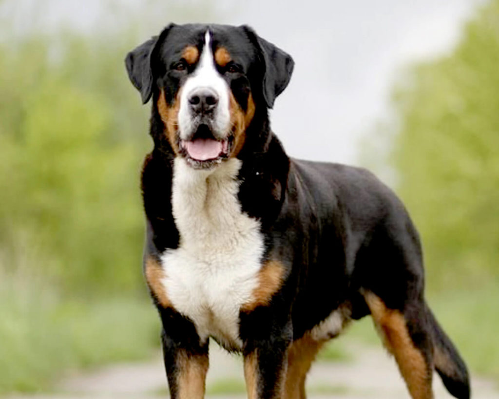 щенок крупной собаки фото