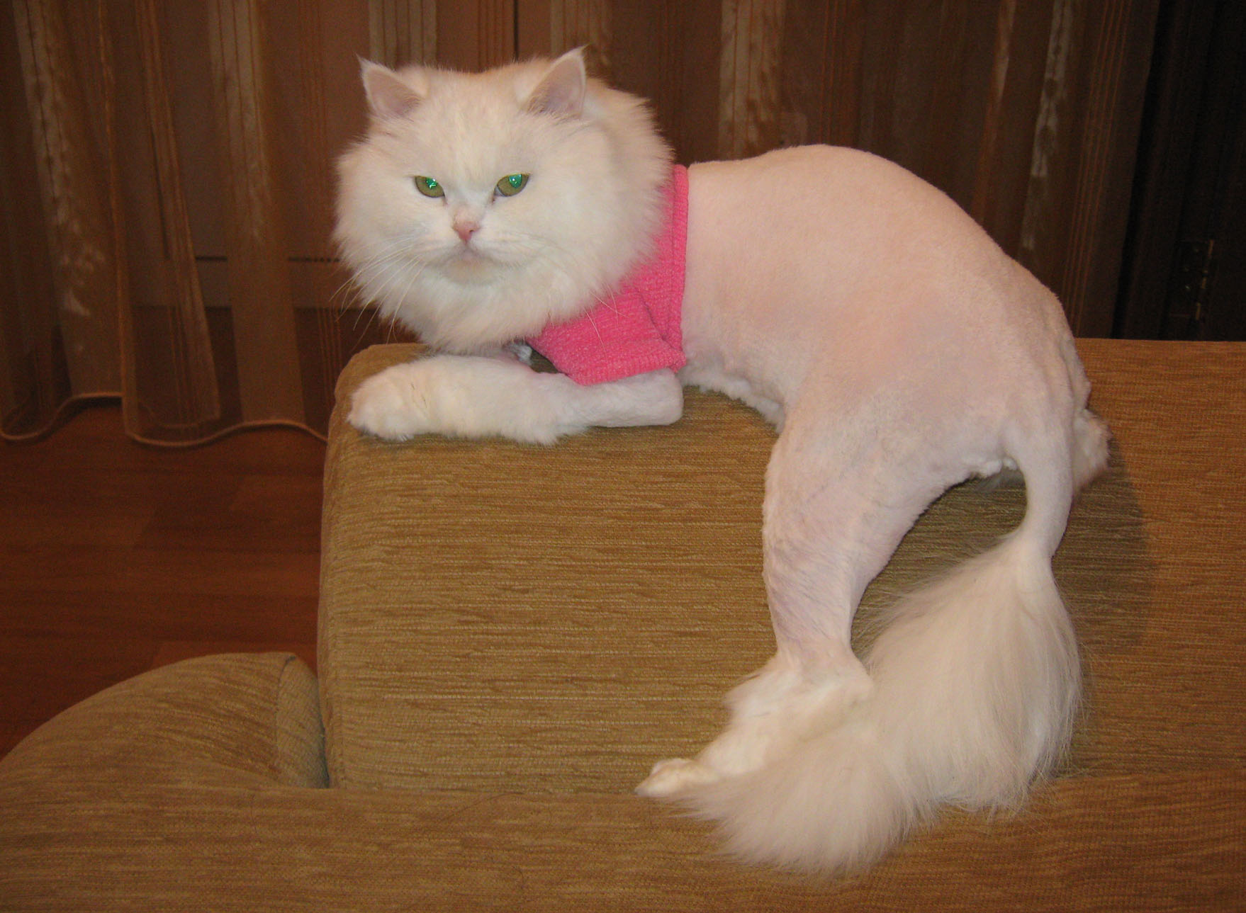 Красивые Стрижки Кошек