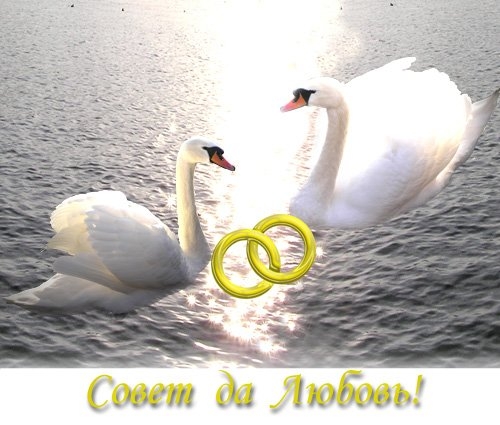 Поздравления С Днем Свадьбы С Лебедями
