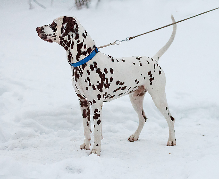 Активные и энергичные
