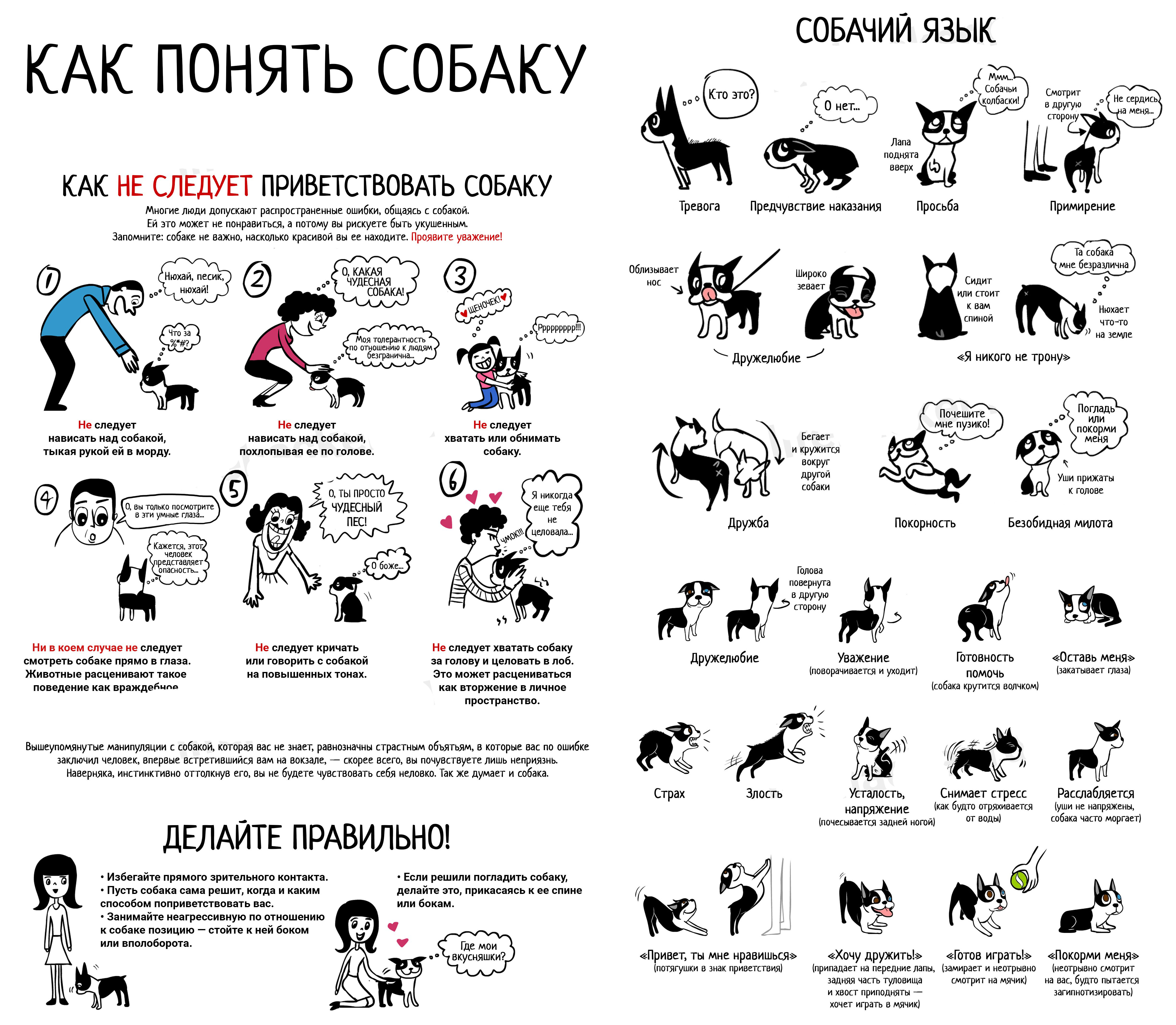 Язык Тела Собаки И Его Значение Картинки