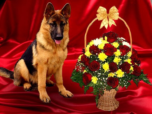 Поздравление С Днем Рождения Год Собаки