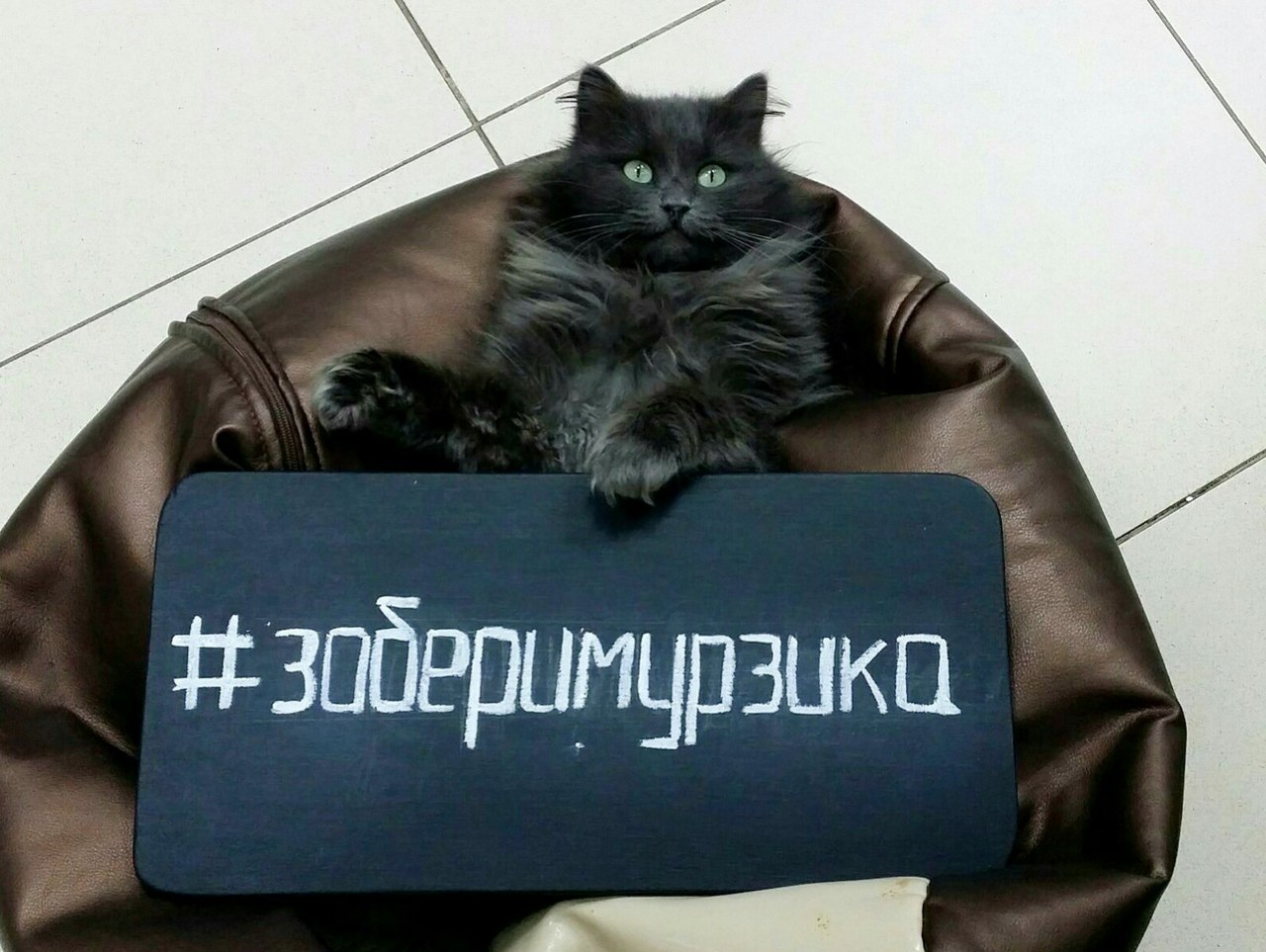 Котик Мурзик