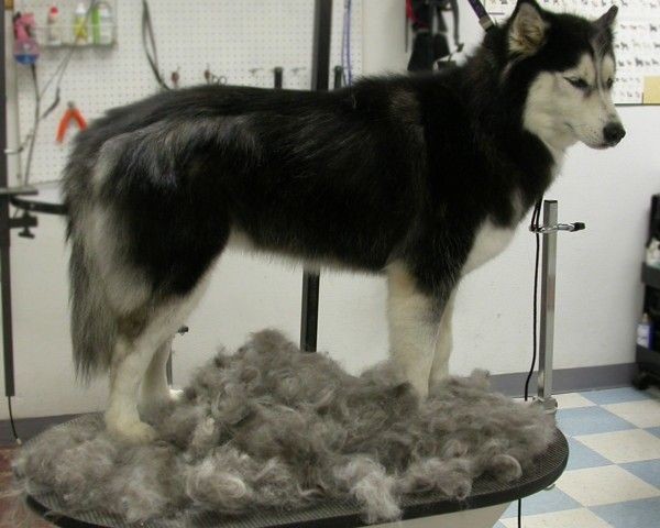 Хаски шерсть уход в Хаски шерсть уход в