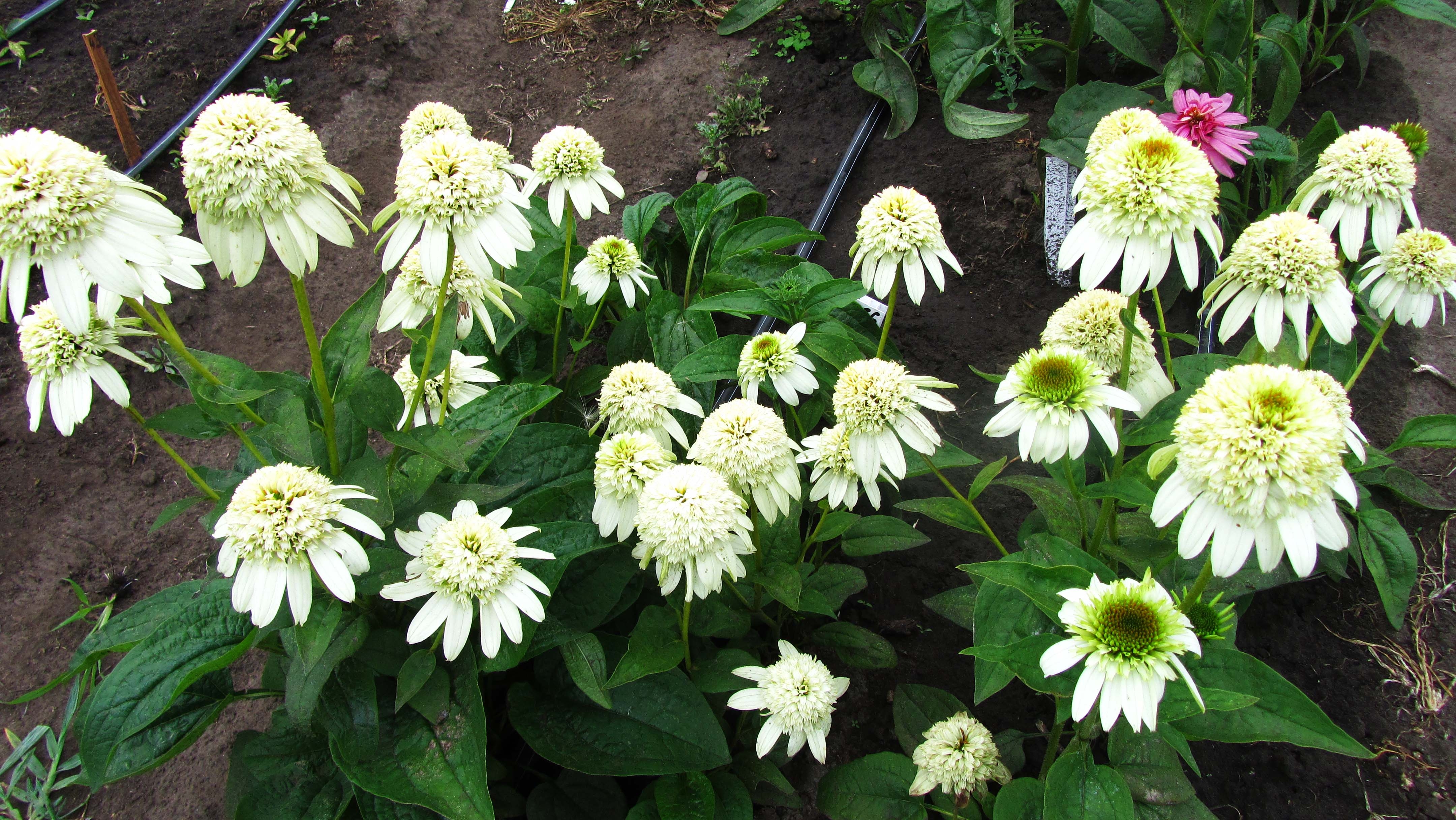 Эхинацея Echinacea Milkshake