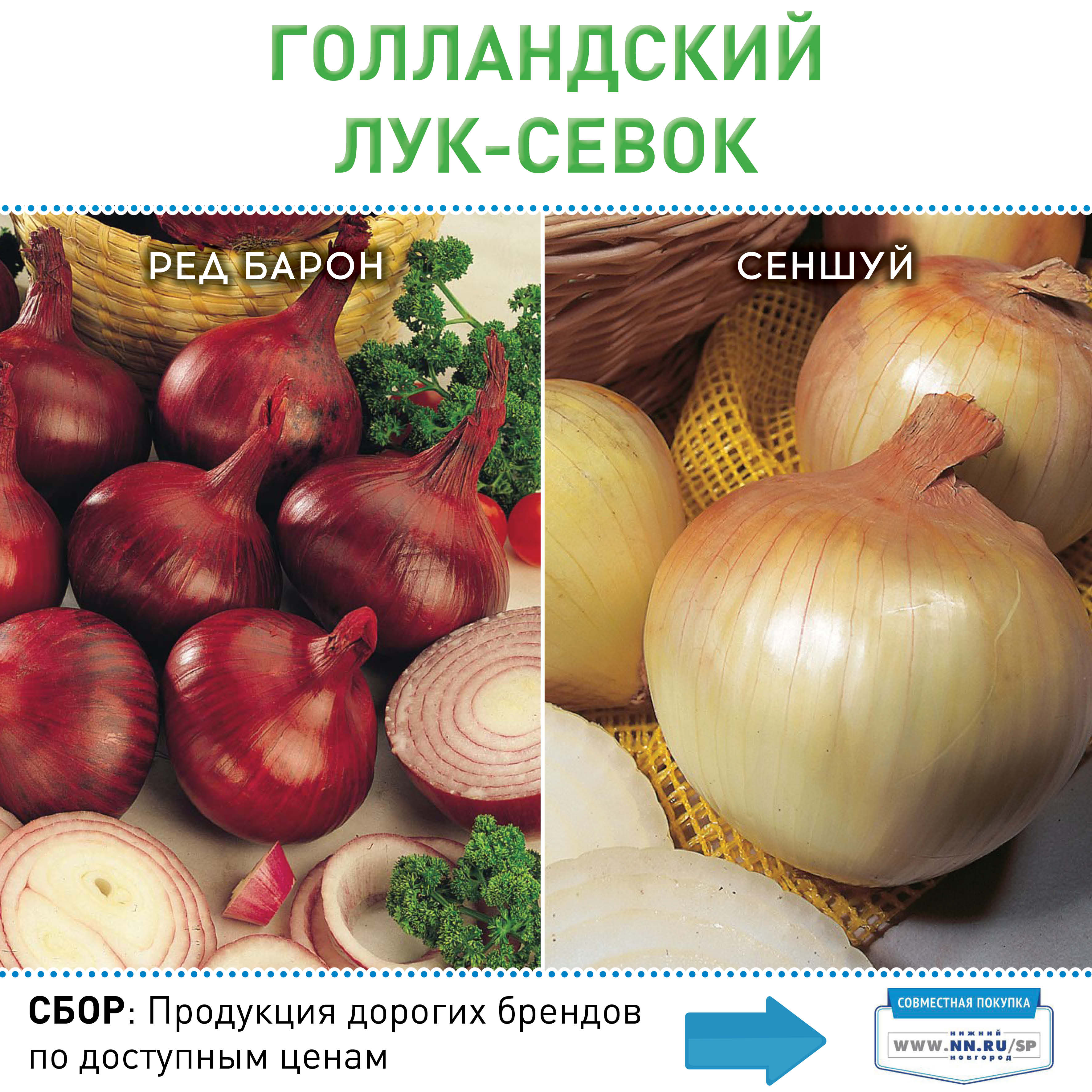 Лук севок Стригуновский
