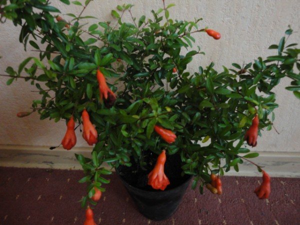 Гранат из косточки в домашних условиях фото