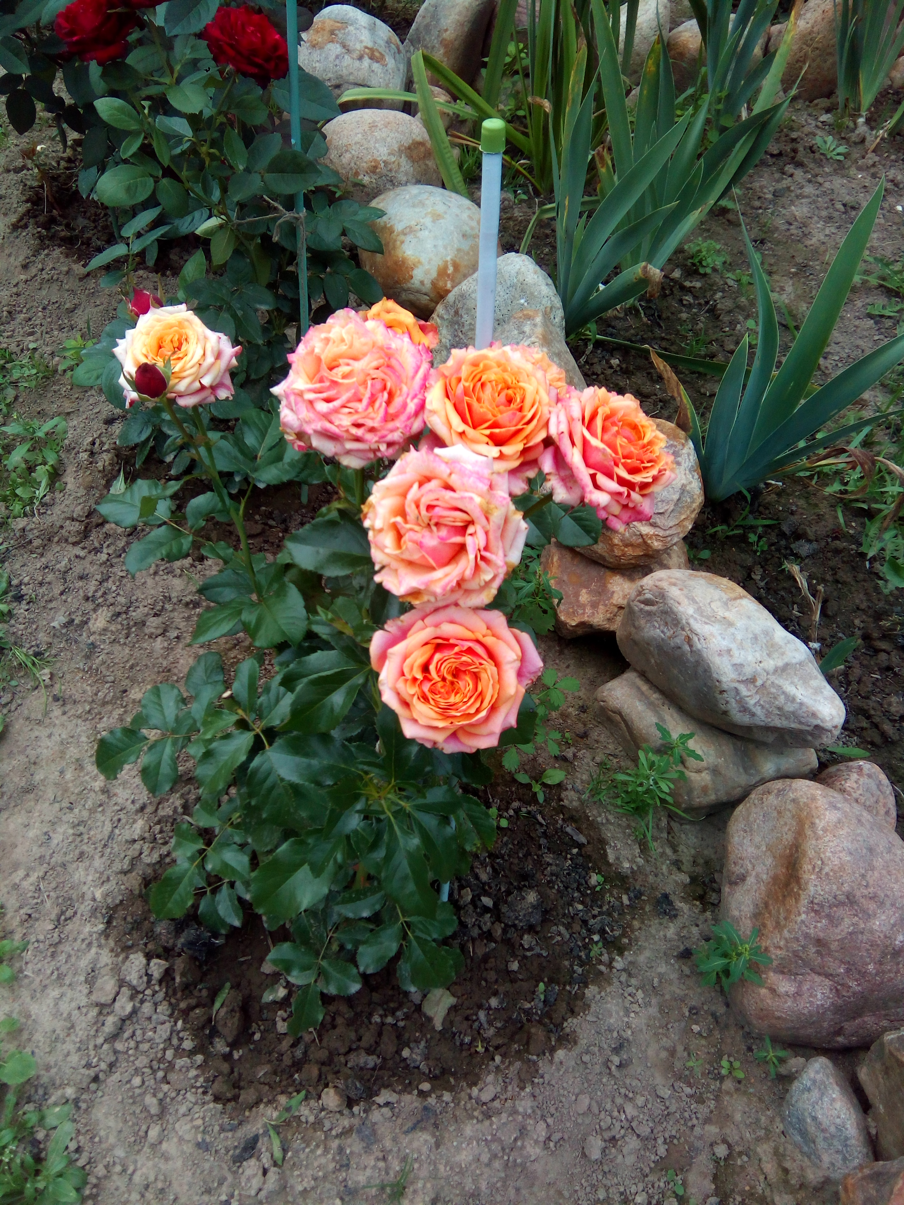 Роза черри бренди в саду