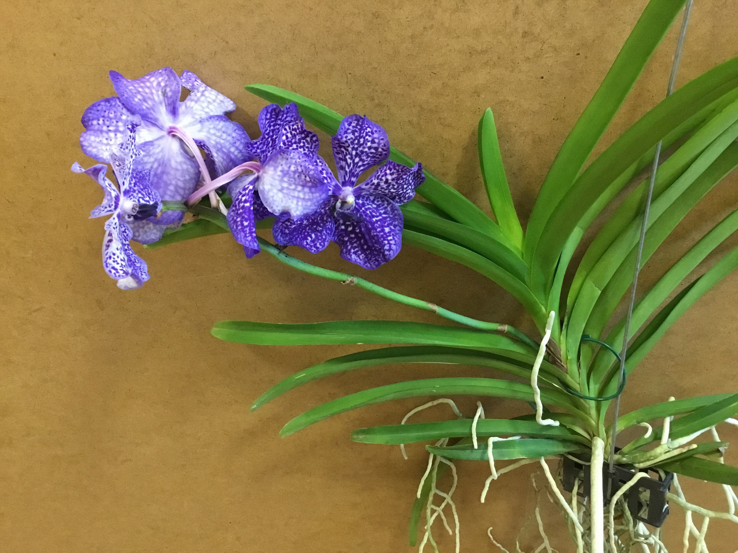 Орхидея Ванда голубая