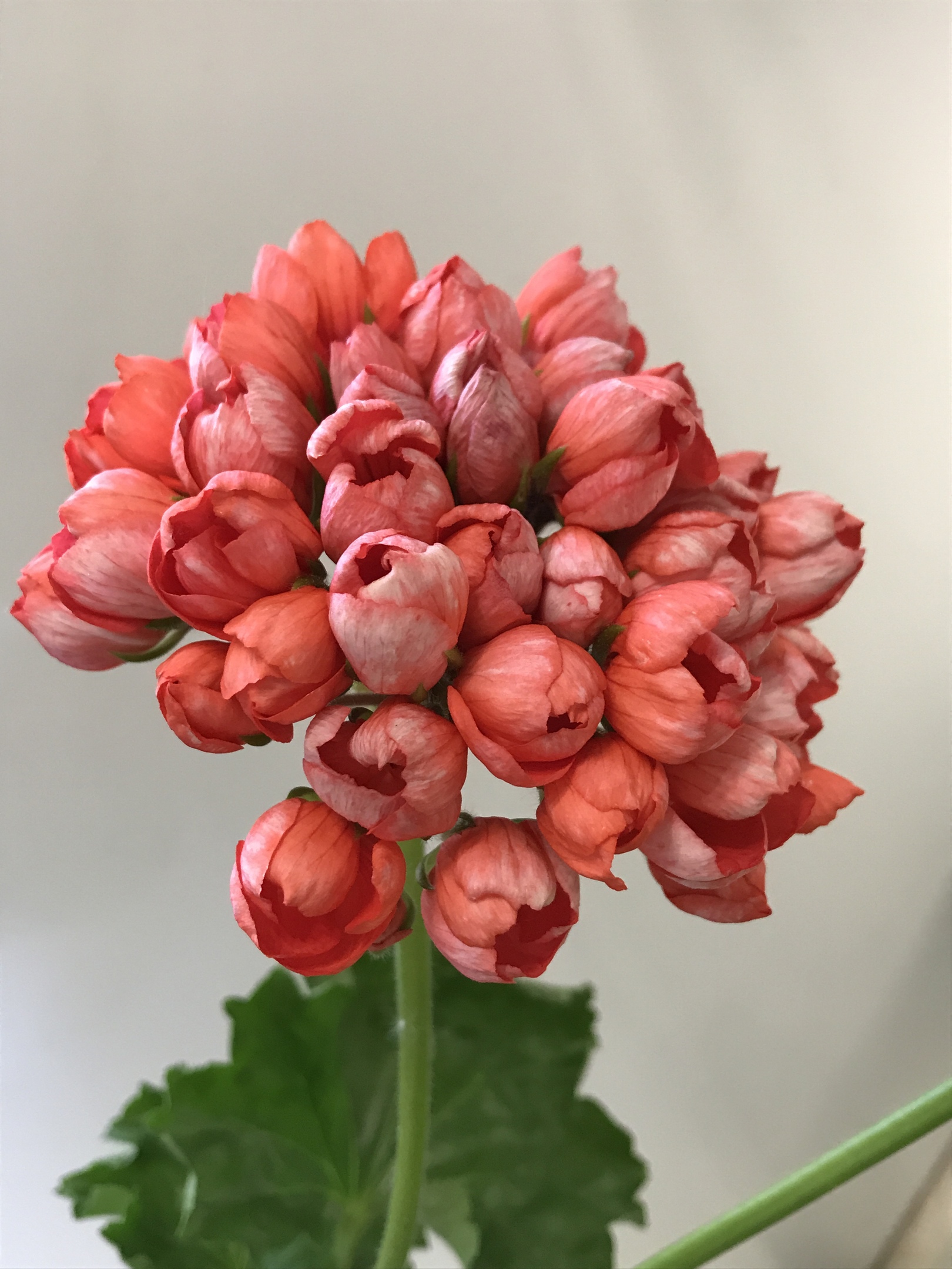Пеларгония тюльпановидная Пандора