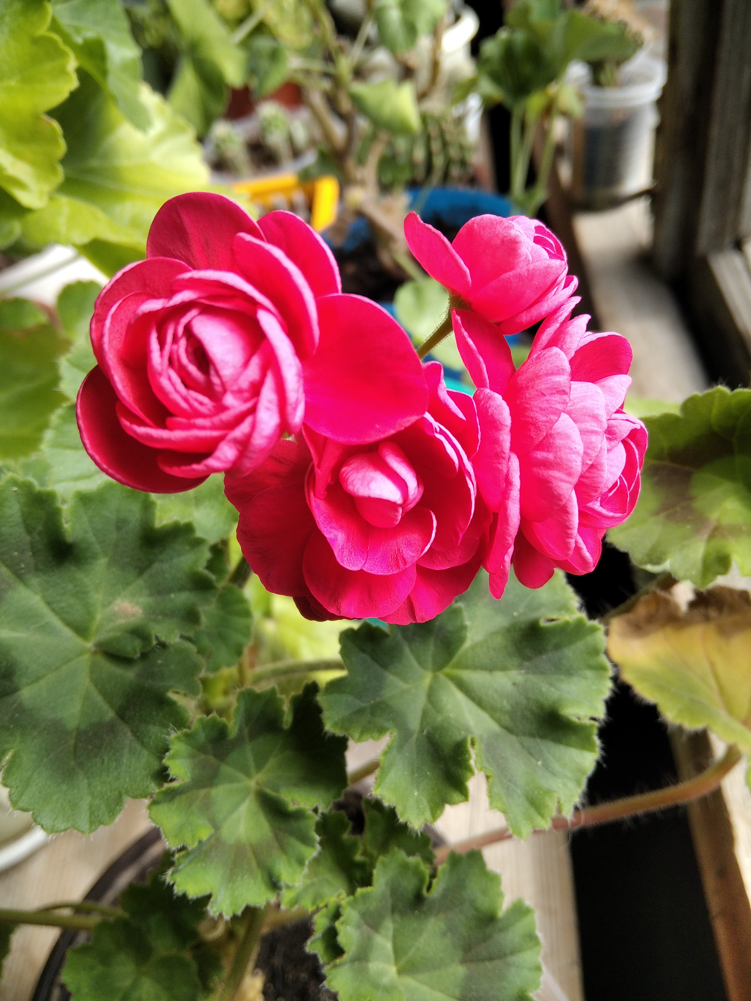 Пеларгония розебудная Вива Розита