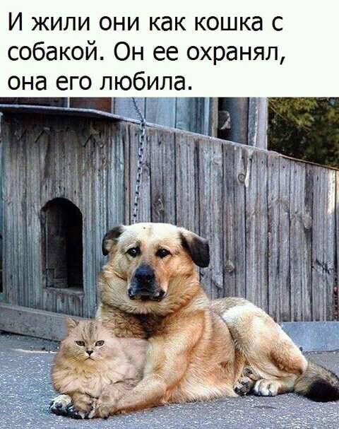 -     ... ()  