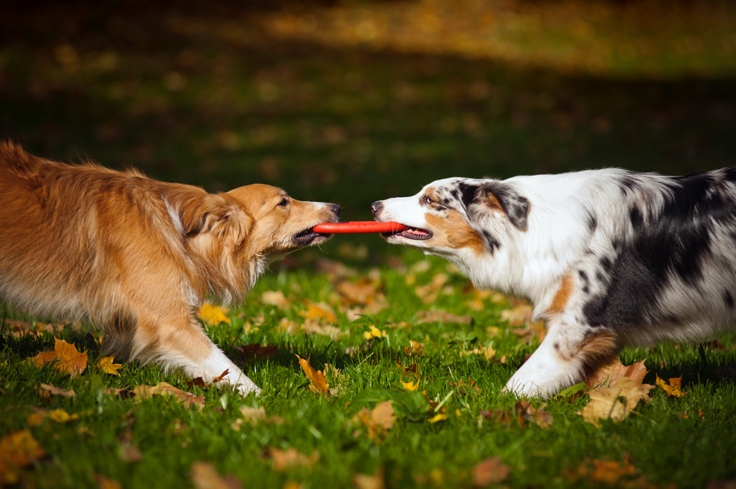 Игры с собакой станут ещё интереснее! Доглайк - игрушки для профилактики заболевания полости рта - 2