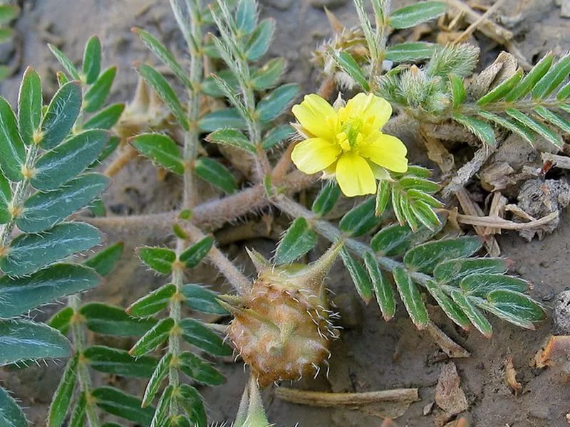 (tribulus terrestis) -       ,   