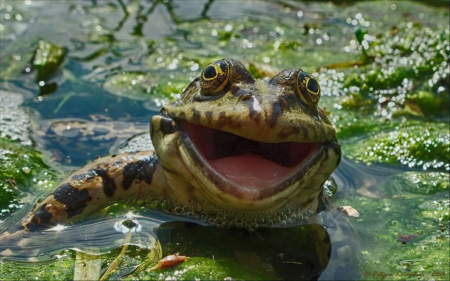     ӣ   
