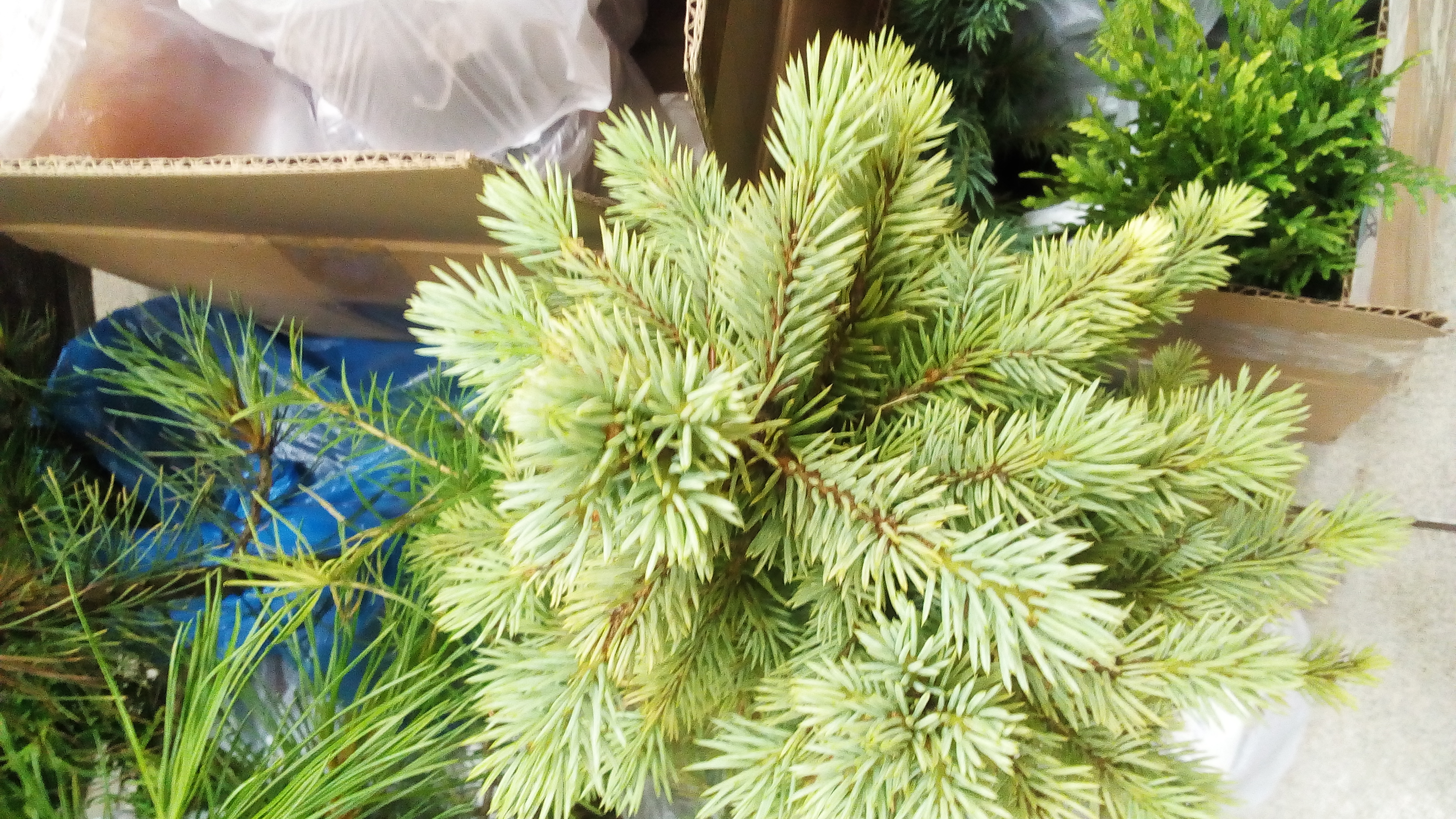 Изложение по рассказу голубая ель. Ель китайская голубая. Голубая ель мне рассказали недавно историю. Голубая ель текст для изложения. Ель голубая эдит.