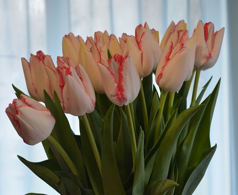 Сбор заказов.Экспресс-сбор! Тюльпаны к 8 марта для милых дам.Цена от 36 руб. Выкуп 2!