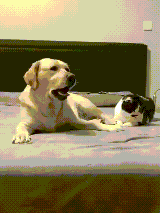  , ,   