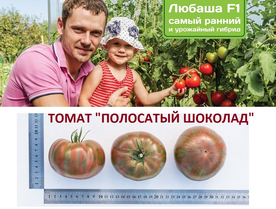 Томат Полосатый Шоколад Отзывы Фото Урожайность