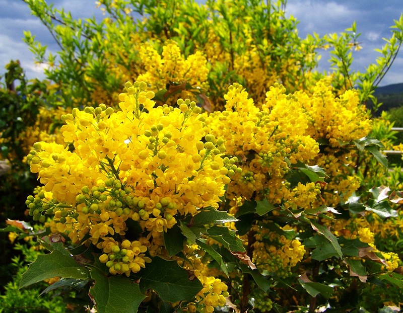 вечнозеленый кустарник с желтыми цветами