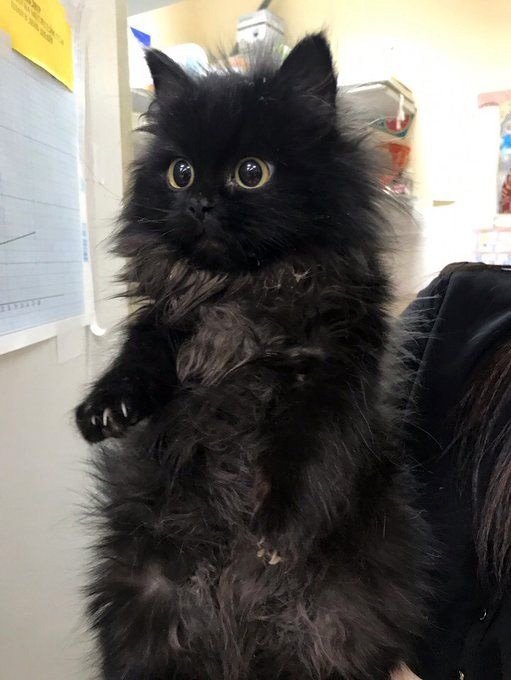 , -,  