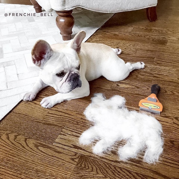    !  🐶    –  !
