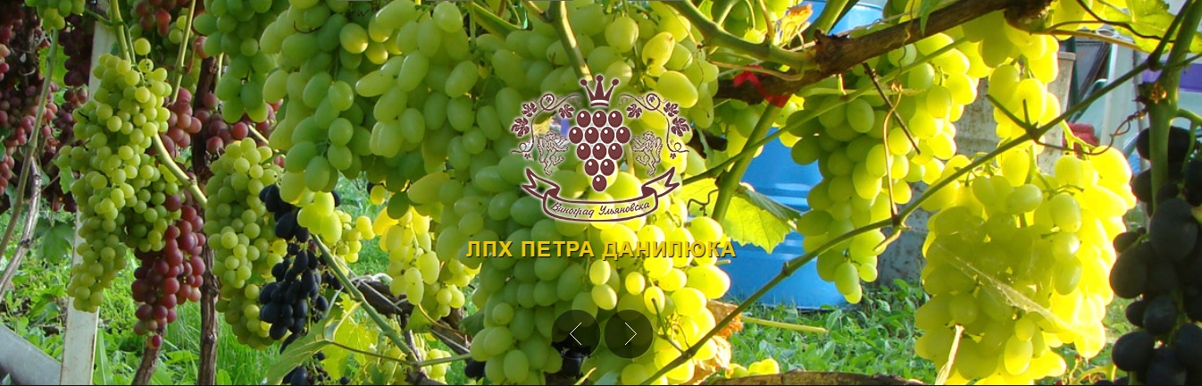 Купить Саженцы Ульяновск