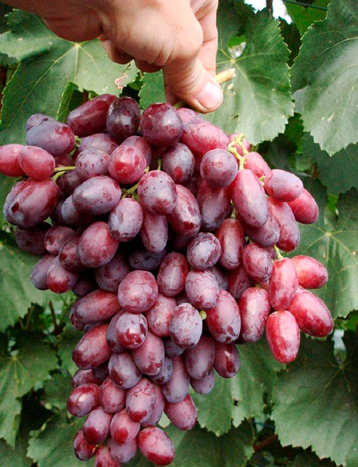 Сибирский виноград! Морозостойкая сортовая коллекция. Урожайные сорта. Предзаказ на весну 2023.