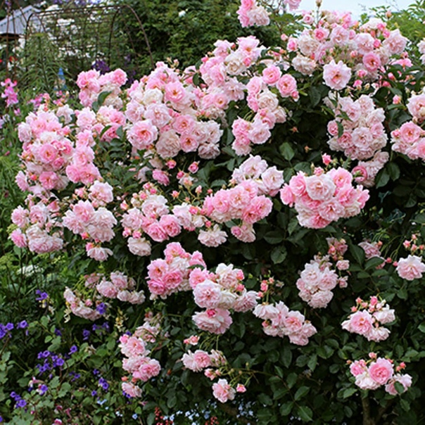 Розы из Европейских питомников. Английские, мускусные розы. Предзаказ на весну 2023