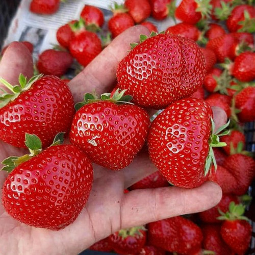 У кого еще нет этой вкуснятины на участке?