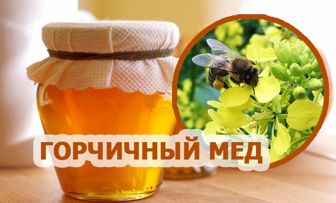 Горчичный мед описание фото