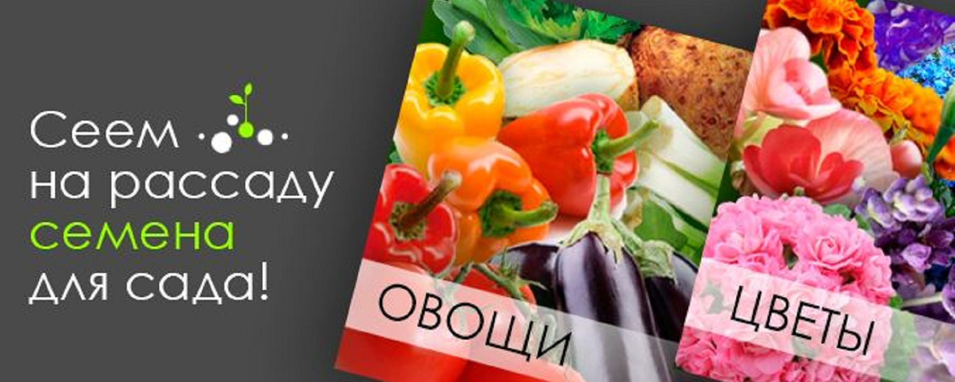Купить Семена Северный Район