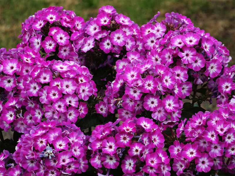    !       Savgarden,  .   .  .