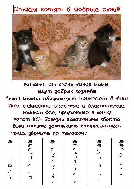 Образец объявления о котятах в добрые руки