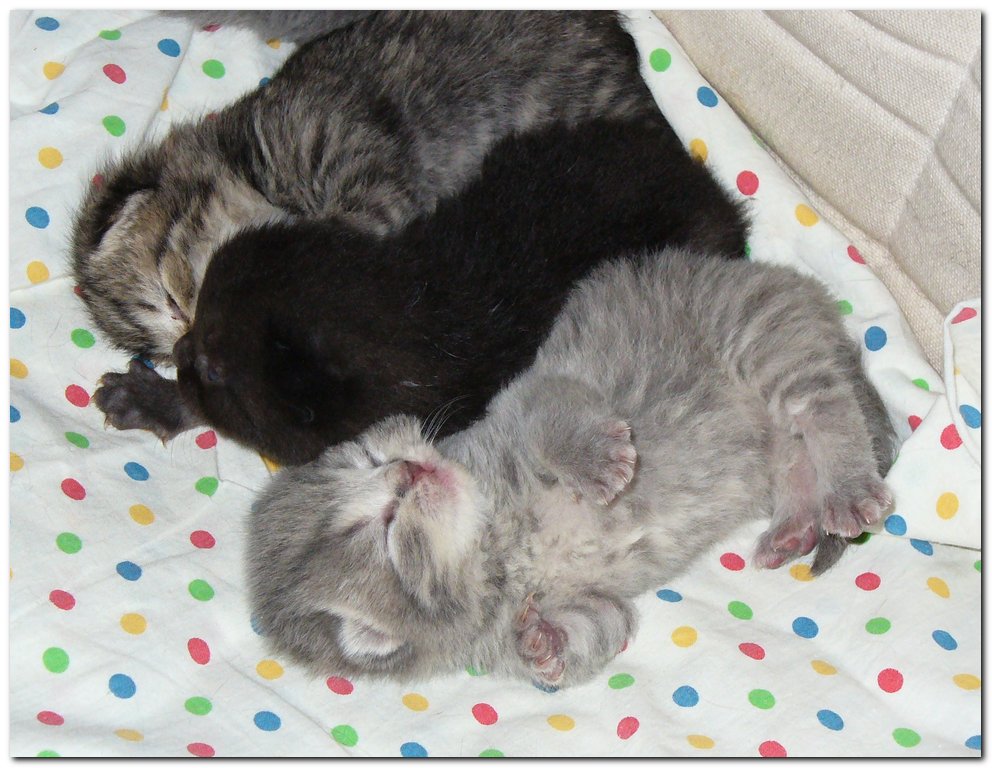 К чему снятся рождающиеся котята. У кошки шесть котят.