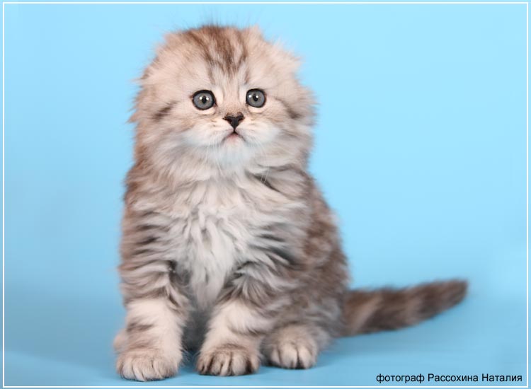 Шотландская вислоухая кошка пушистая