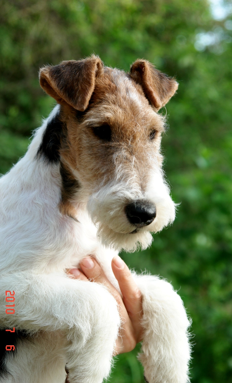 Фокстерьер Цена