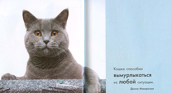 Кошка это