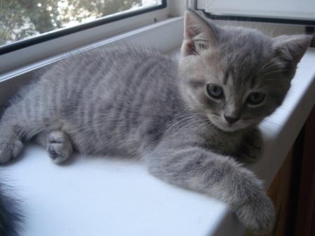 Котята Без Документов Купить